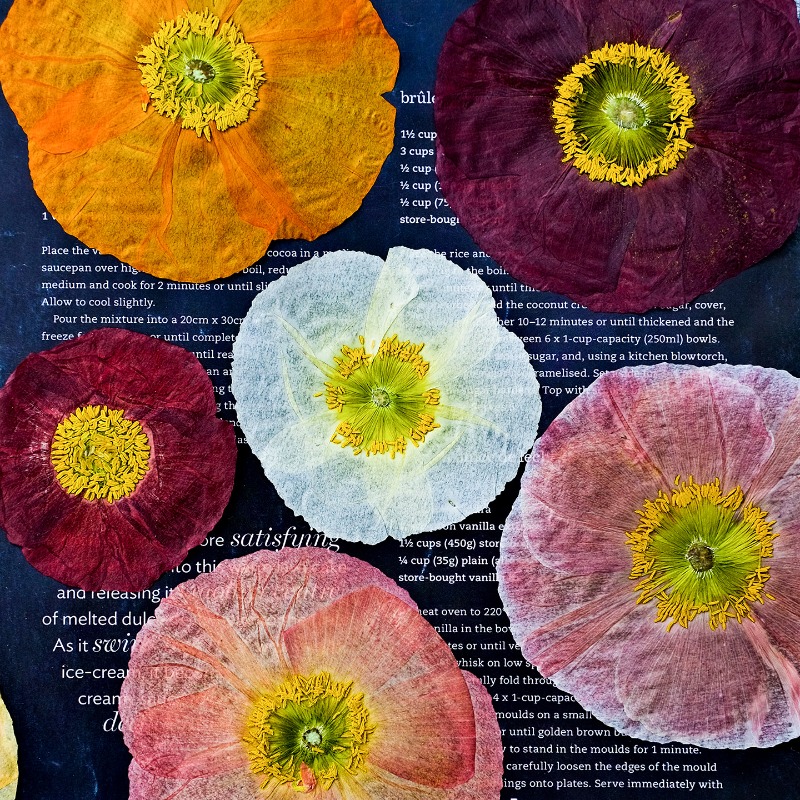 1pcs,Nature Field Poppy Presse - Resin Art Frame reseña y precio