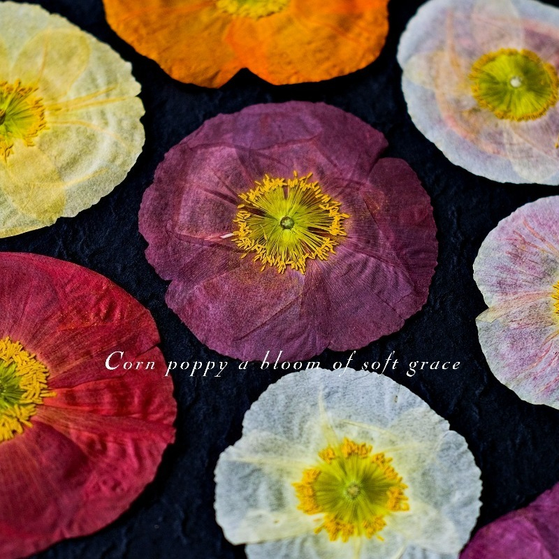 1pcs,Nature Field Poppy Presse - Resin Art Frame reseña y precio