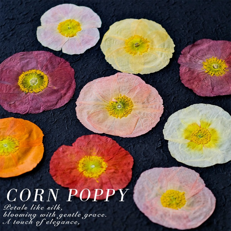 1pcs,Nature Field Poppy Presse - Resin Art Frame reseña y precio