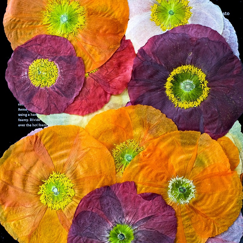 1pcs,Nature Field Poppy Presse - Resin Art Frame reseña y precio