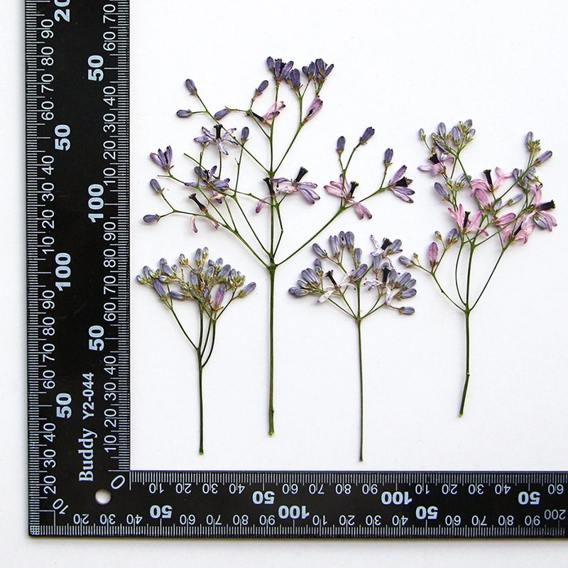 60Pcs Neem Tree Flower Branche - Resin Art Tree reseña y precio